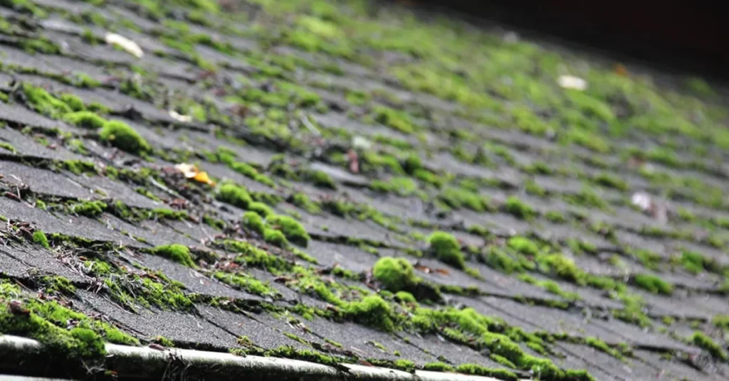 asphalt shingle roof lifespan